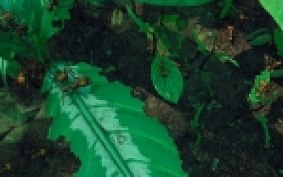 地下蚁国/Empires of the Undergrowth